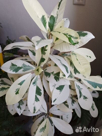 Фикус альбомаргината