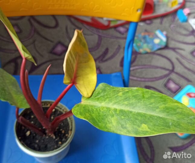 Филодендрон Медуза