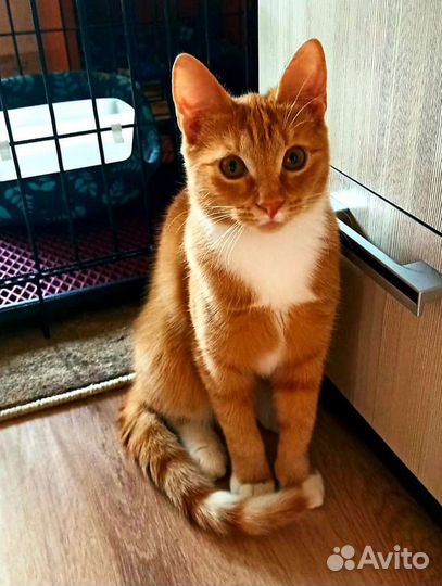 Машуня озорная обезьянка