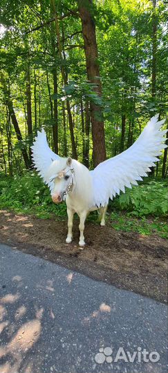 Животные на праздник. Пони, кролики, минипиги и др