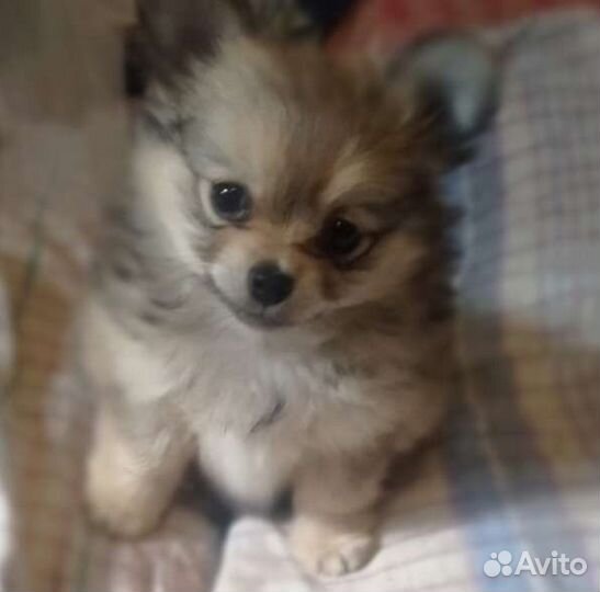 Супер мини помчи