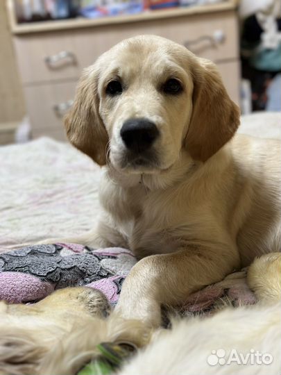 Передержка животных, няня для собак и кошек