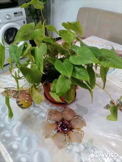 Фикус бенджамина