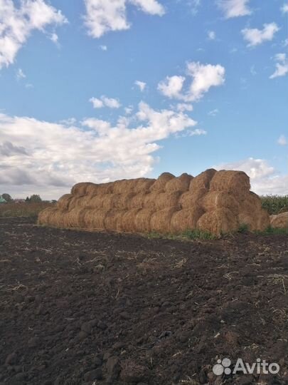 Сено люцерны в тюках