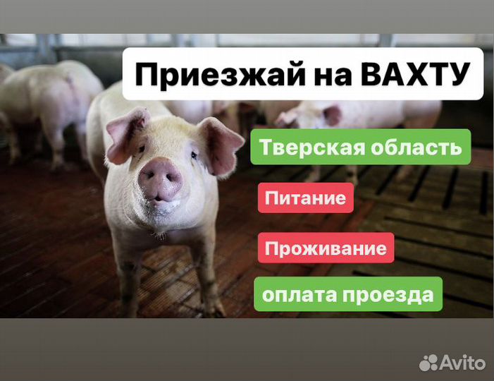 Оплатим Дорогу. Упаковщики вахтой