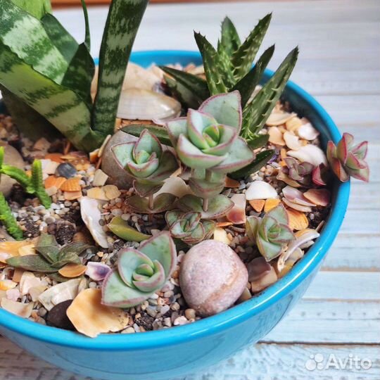 Минисадики из суккулентов