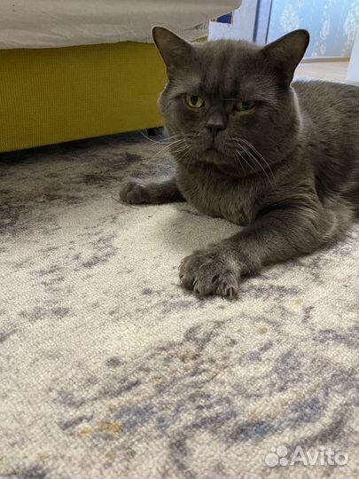 Британская