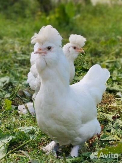 Куры Павловские