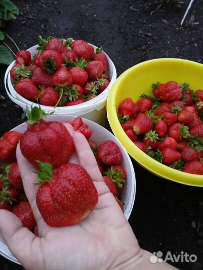 Рассада клубники