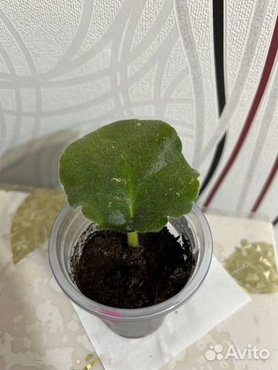 Фиалка см Танец Галактик