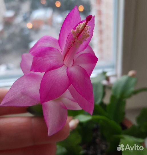 Декабрист цветущий