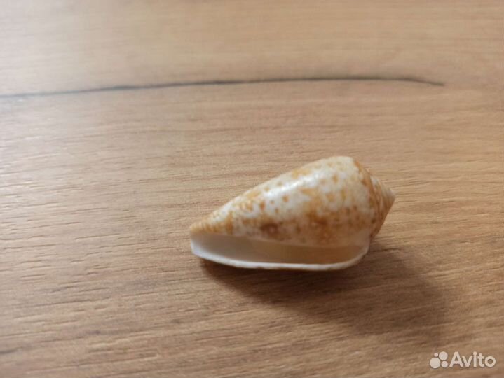 Морская раковина