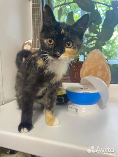 Котята в добрые руки бесплатно