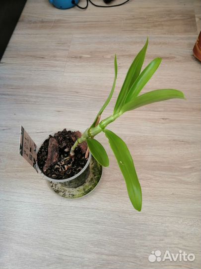 Орхидея дендрориум