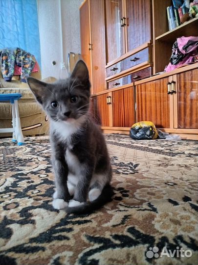 Котенок
