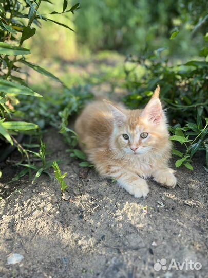 Котята мейн-кун