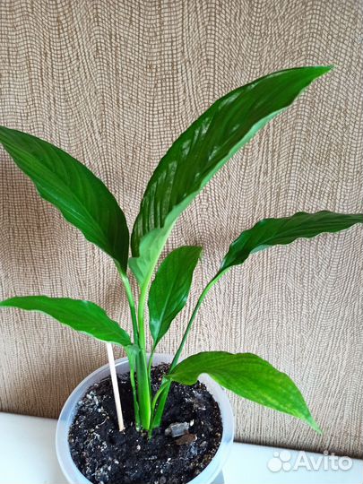 Спатифиллум, также известный как «женское счастье»