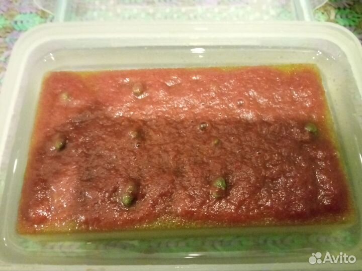 Живой Аулофорус (водяная змейка)