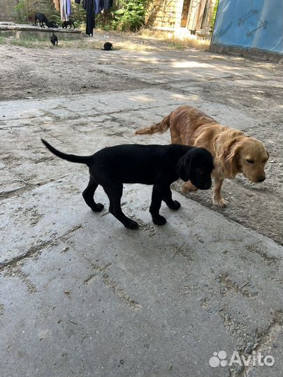 Щенки лабрадора