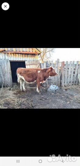 Тёлочка симменталка на племя