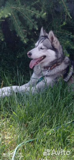 Сибирский хаски