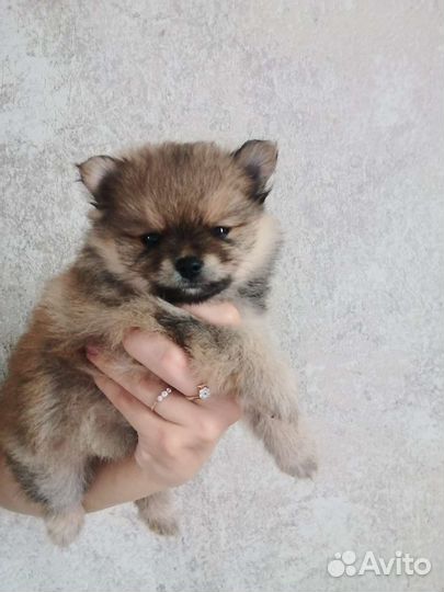 Щенки шпица