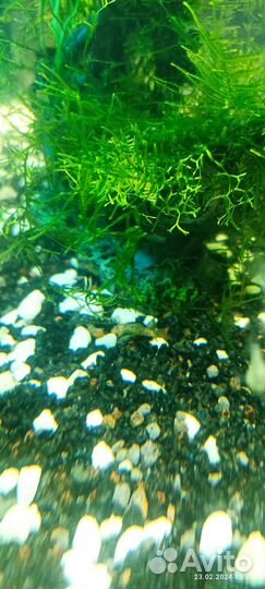 Аквариумные рыбки Сапфировый попугай и сомики