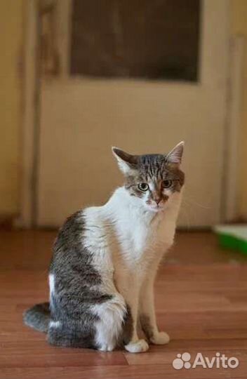 Кошка в дар бесплатно
