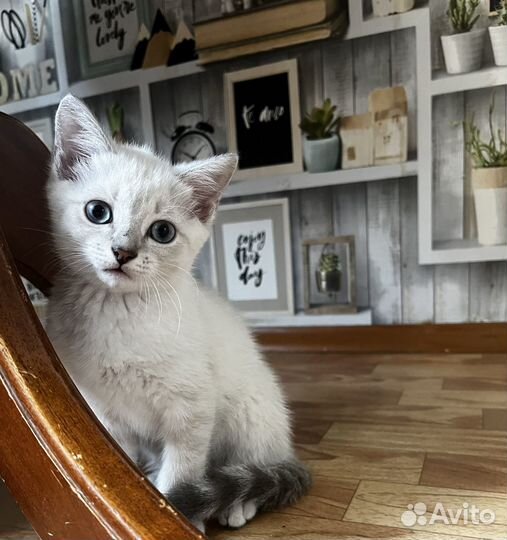 Котенок 3 месяца