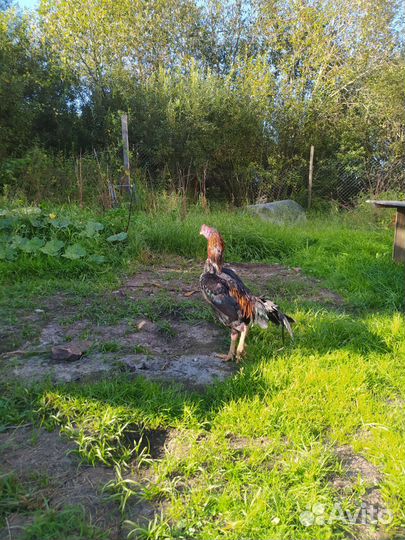 Бойцовые петухи