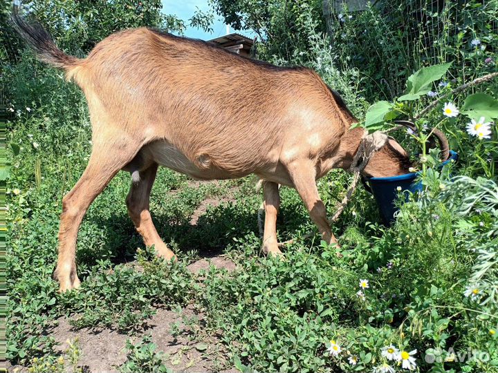 Козы дойные, покрытые, альпийской и чешской породы