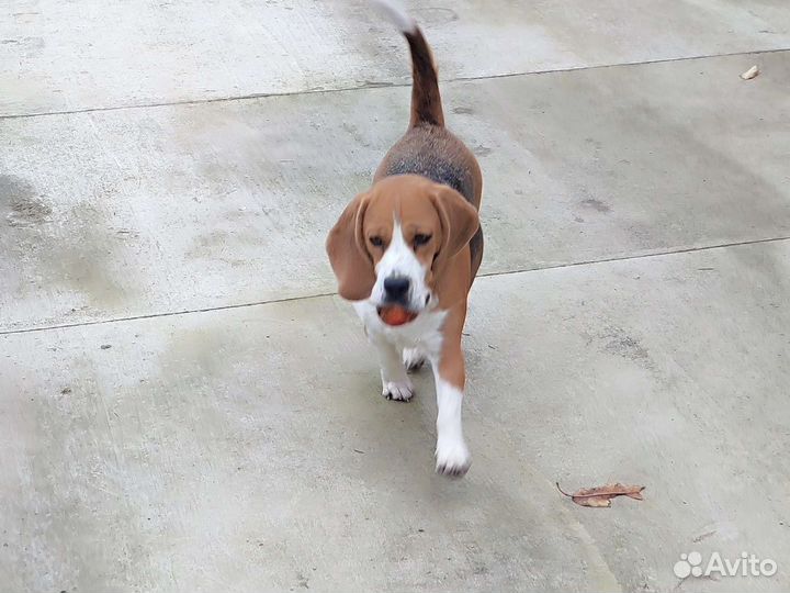 Щенки Бигля