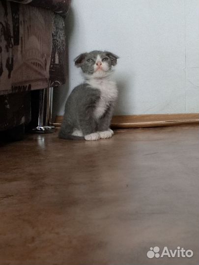 Вислоухий котёнок