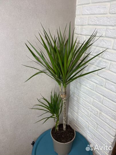 Пальма драцена маргината комнатные цветы