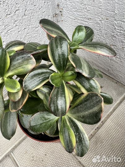 Крассула толстянка вариегатная