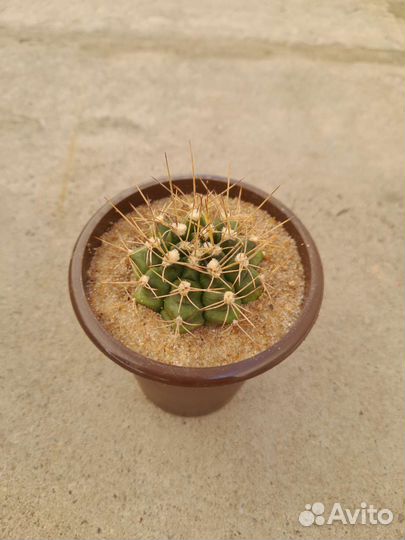 Гимнокалициум