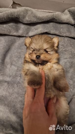 Померанский шпиц мини