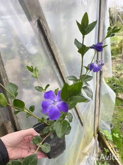 Барвинок крупноцветковый