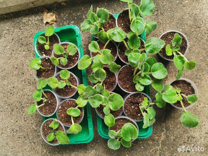 Сортовые фиалки