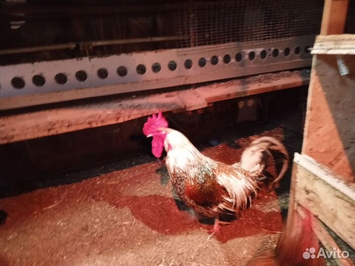 Петух