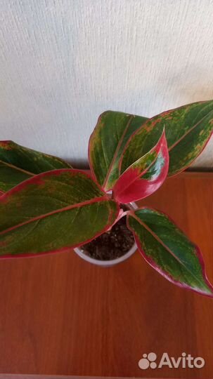 Аглаонема Крит