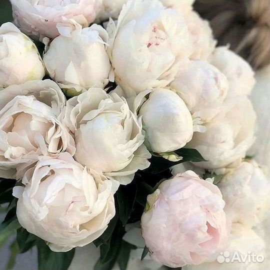 Пионы Розы Доставка