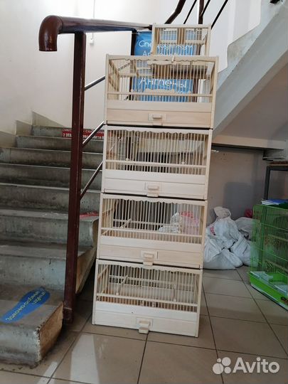 Канарейки Кенара