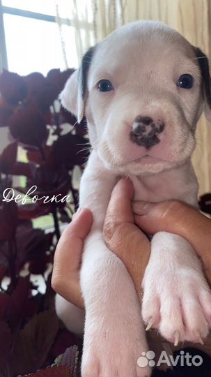 Американский Стаффордширский терьер