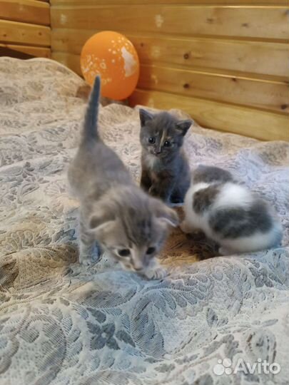 Кошки