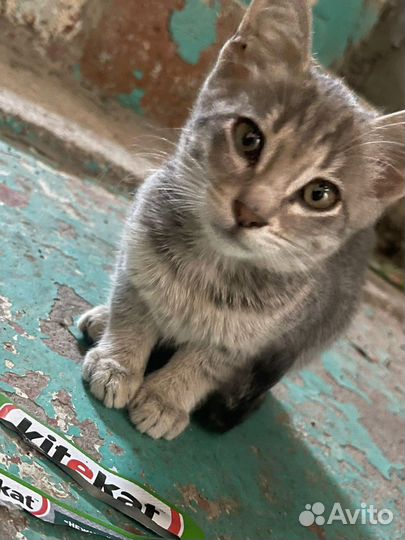 Американский керл котята