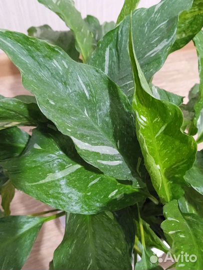 Спатифиллум Джемени, Ктенанта