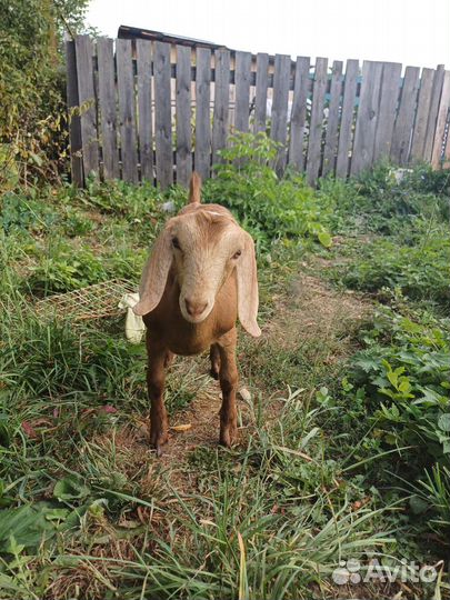 Англо нубийский козлик