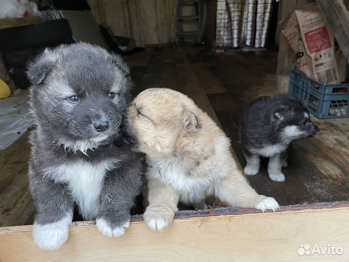 Щенки в добрые руки