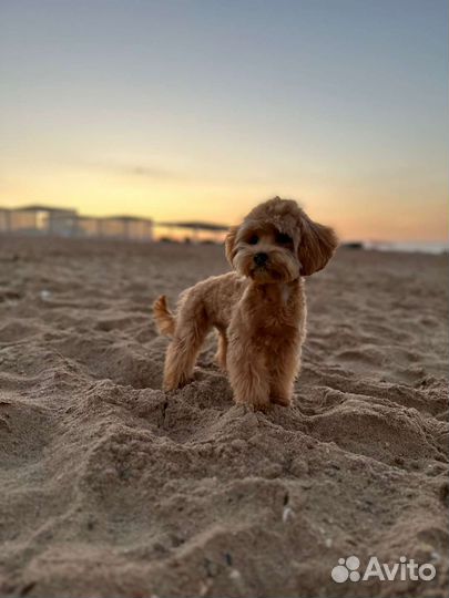 Щенок мальтипу f1